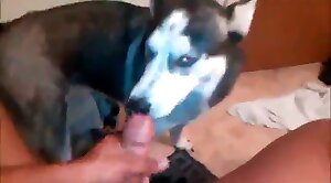 free-zoo,beastiality